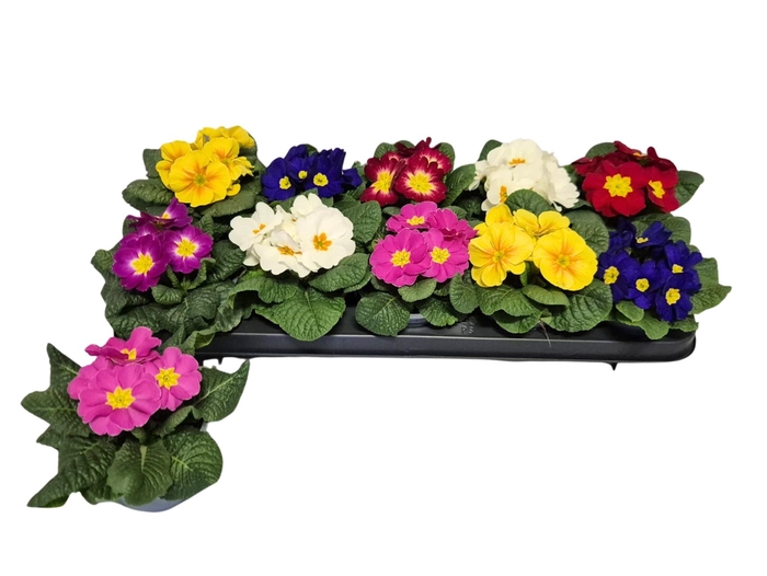 <h4>PRIM ACAULIS GEMENGD</h4>