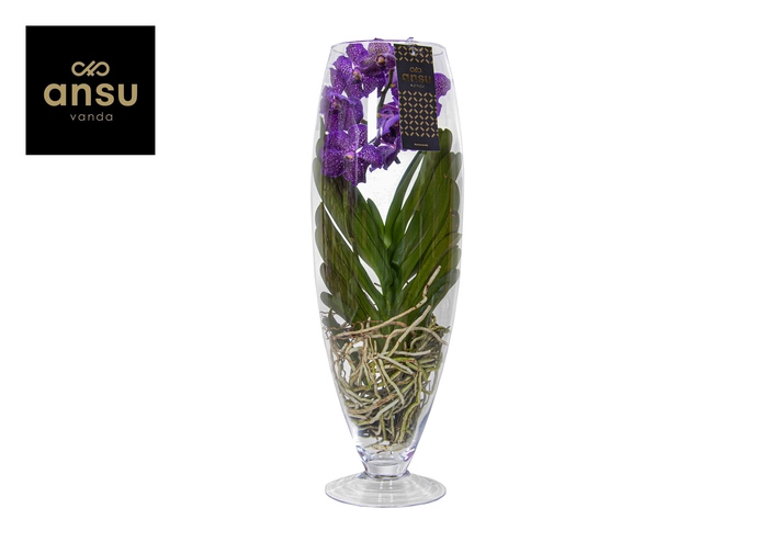 <h4>Vanda Purple Glas Champagne</h4>