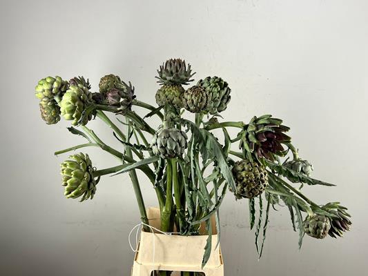 Cynara Vertakt