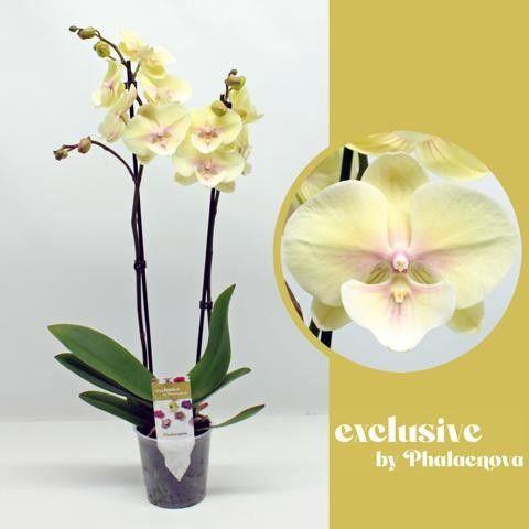 <h4>Alice 2-tak 65cm (RIJP)</h4>