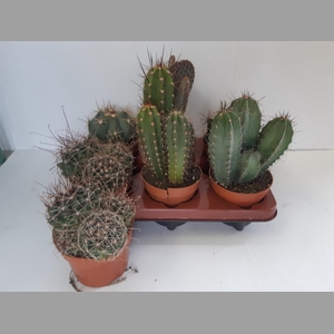 CACTUS GEM