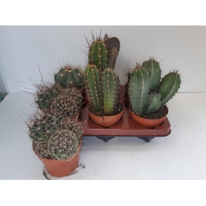 CACTUS GEM