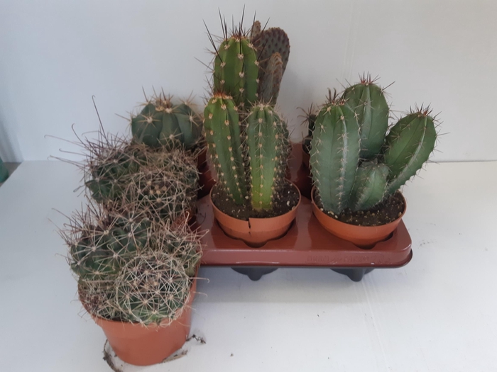 <h4>CACTUS GEM</h4>