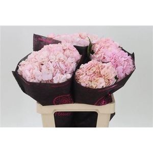 Hydr ( Box ) Light Pink Tinted