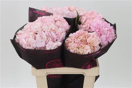 <h4>Hydr ( Box ) Light Pink Tinted</h4>