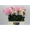 Dahlia Sweet Nathalie