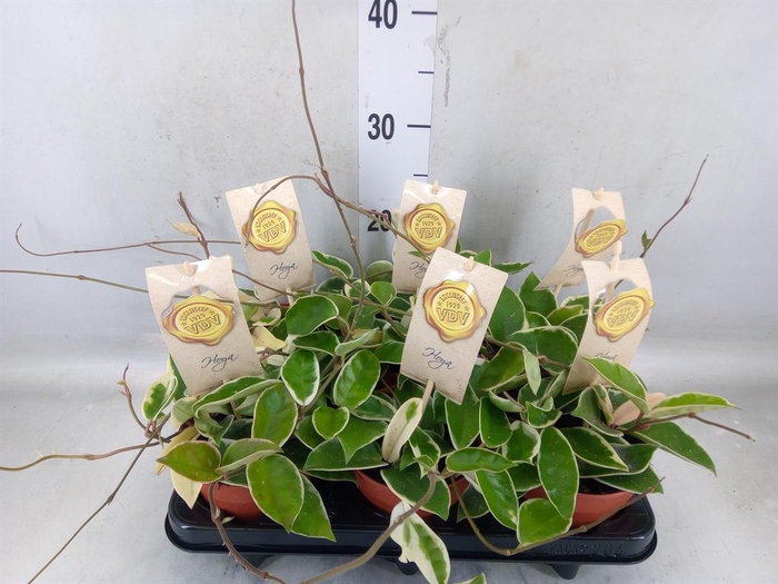 <h4>Hoya carnosa 'Krimson Queen'</h4>