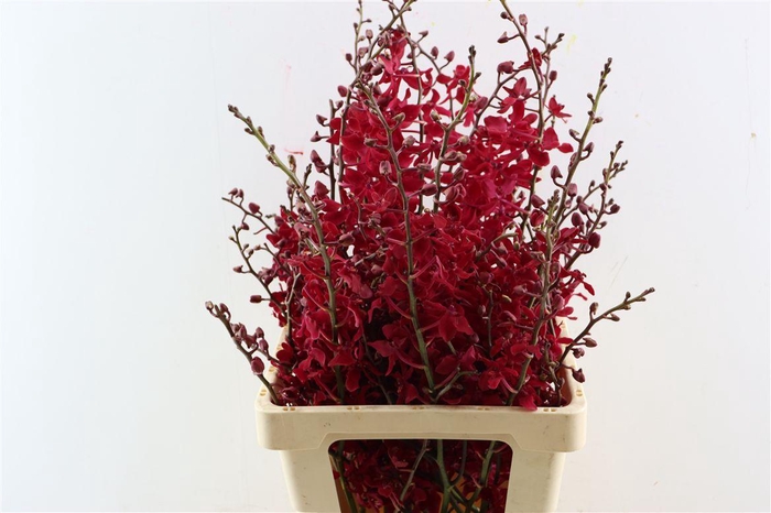 <h4>Aranthera Anyblack</h4>