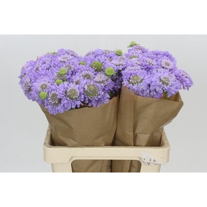 Scabiosa Scoop Focal Lavender