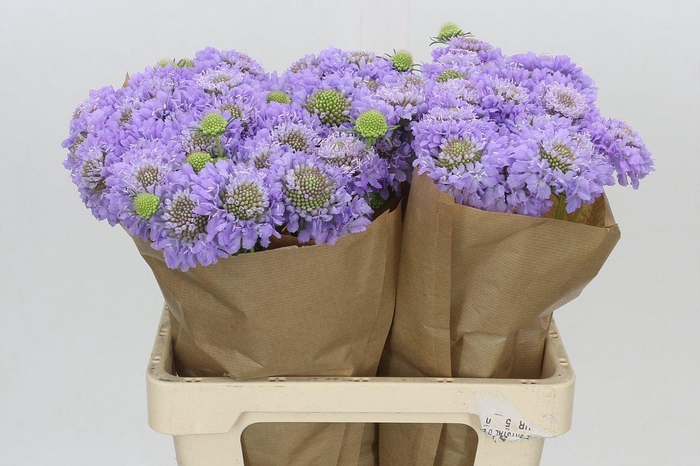 <h4>Scabiosa Scoop Focal Lavender</h4>