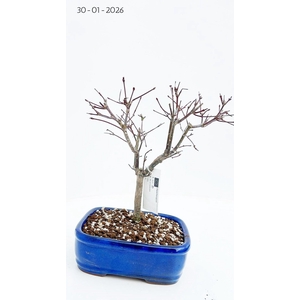 Acer palmatum Deshojo, 18 cm.