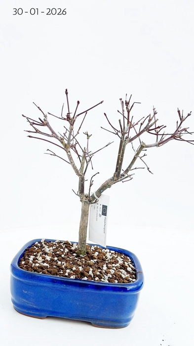 <h4>Acer palmatum Deshojo, 18 cm.</h4>
