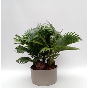 Livistona rotundifolia Andorra