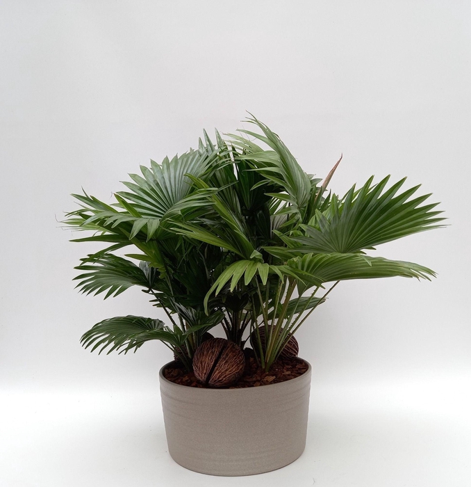 <h4>Livistona rotundifolia Andorra</h4>