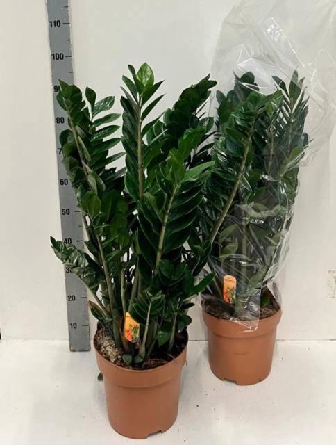 <h4>ZAMIO ZAMIIFOLIA</h4>