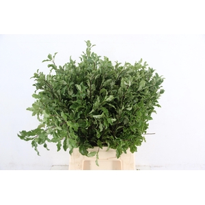 PITTOSPORUM OV