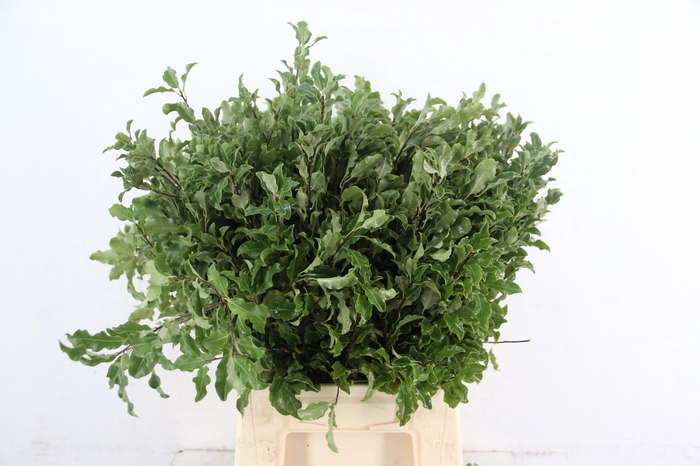<h4>PITTOSPORUM OV</h4>