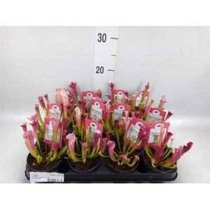 Sarracenia   ...