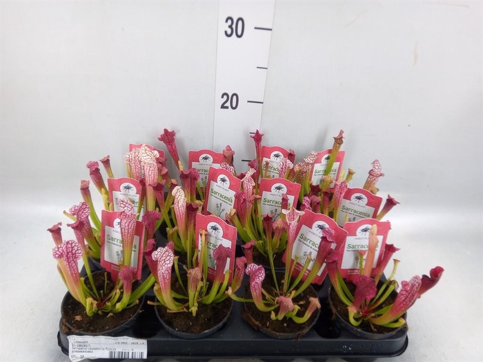 <h4>Sarracenia   ...</h4>