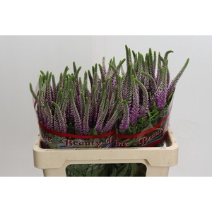 Veronica Skyler Pink