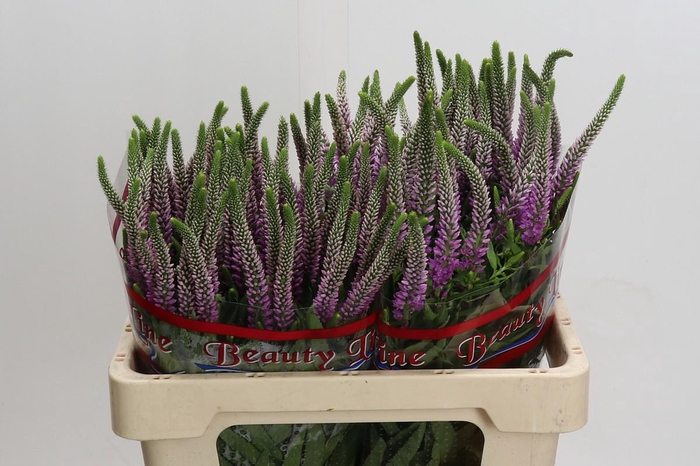 <h4>Veronica Skyler Pink</h4>