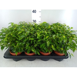 Ficus benja. 'Green Kinky'