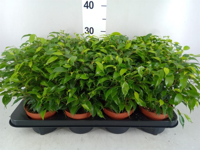 <h4>Ficus benja. 'Green Kinky'</h4>