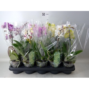 Phalaenopsis multi.   ...mix  3