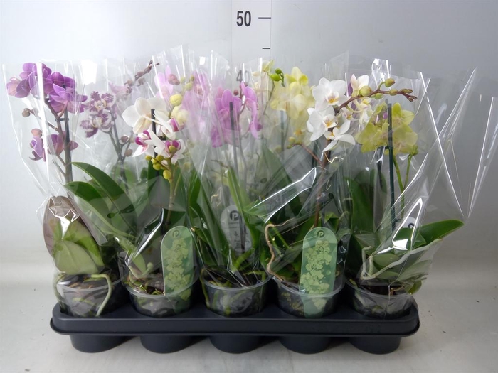 <h4>Phalaenopsis multi.   ...mix  3</h4>