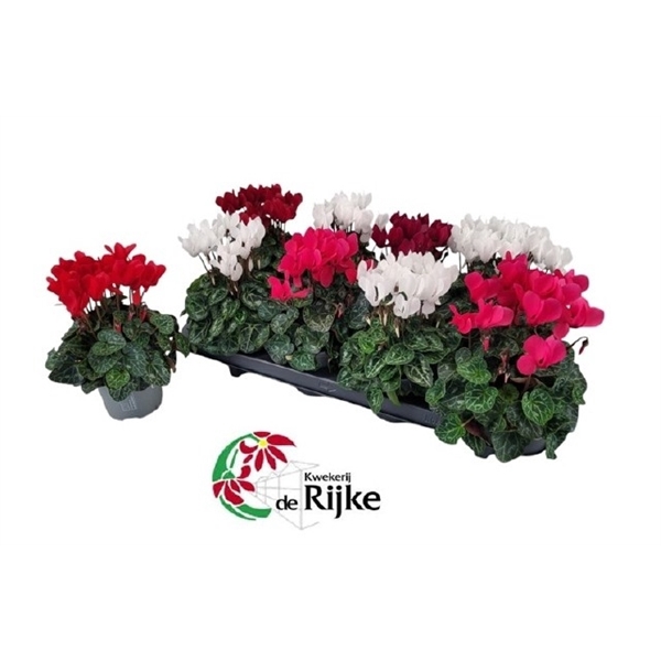 <h4>Cyclamen Super Serie P10.5</h4>