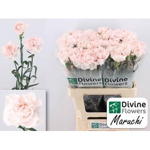 Dianthus st Maruchi