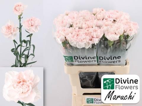 <h4>Dianthus st Maruchi</h4>