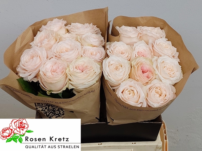 <h4>R GR SUNDERLAND!</h4>