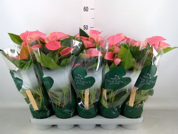 <h4>Anthurium andr. 'Melito'</h4>