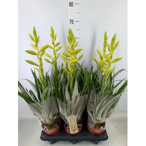 Tillandsia oerstediana