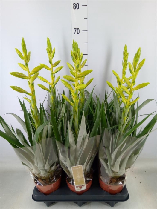 <h4>Tillandsia oerstediana</h4>