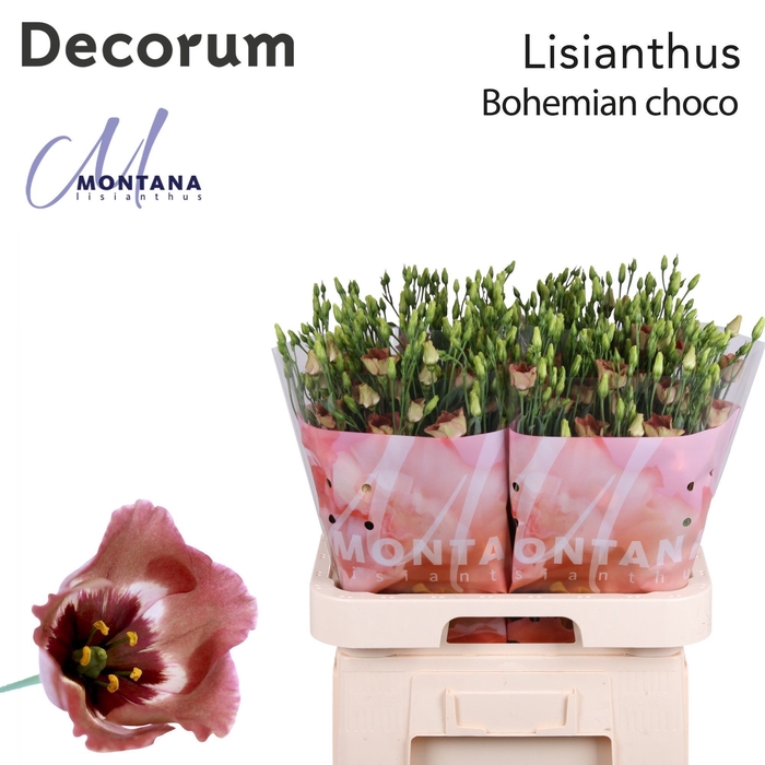 <h4>Lisianthus Bohemian choco 70cm</h4>