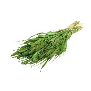 Setarea Italica Moss Green