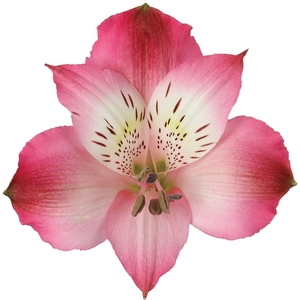 Alstr Hot Pink 80cm CO