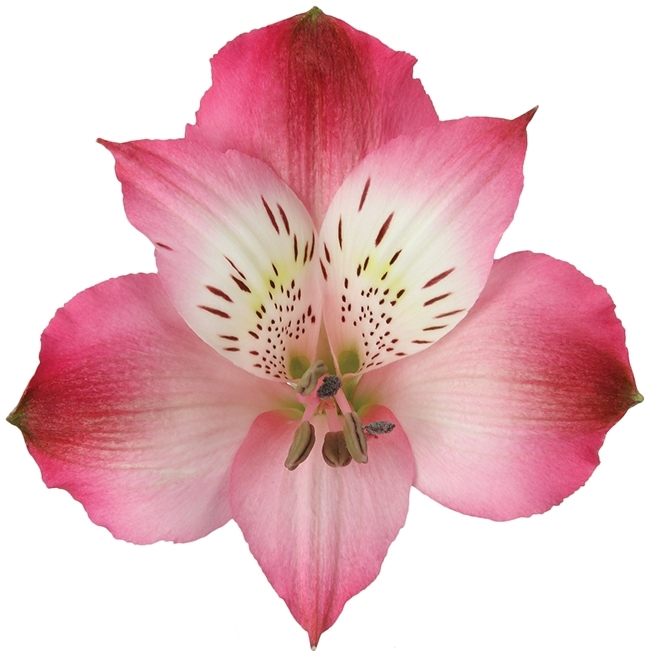 <h4>Alstr Hot Pink 80cm CO</h4>