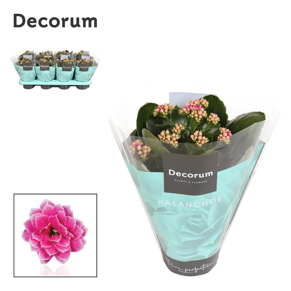 <h4>Kalanchoe Decorum - Serenity Purple White</h4>