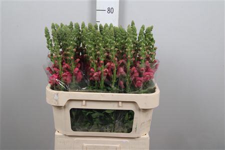 <h4>Antir Avignon Rose</h4>