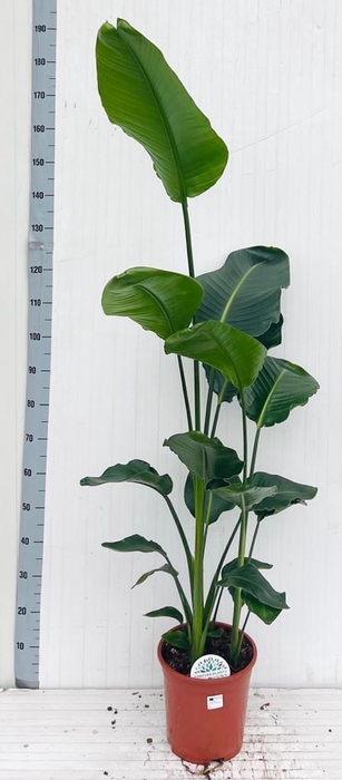 <h4>STRELITZIA NICOLAI</h4>