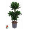 <h4>60-carrousel 5 stek/pot</h4>