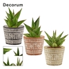 Sansevieria Crown mix 6 cm in Claire (Neo architect-collection)