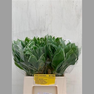 Hosta Undulata Albom