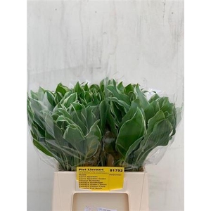 Hosta Undulata Albom