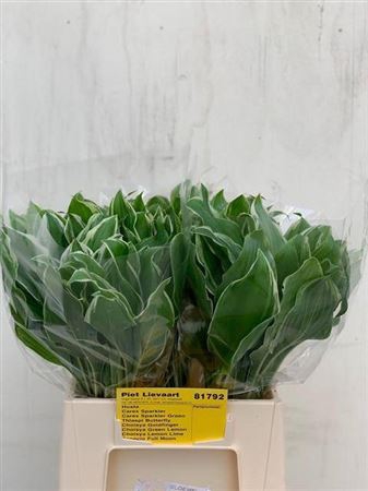 <h4>Hosta Undulata Albom</h4>