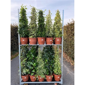 Hedera pyramide mix H120