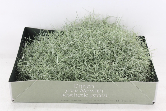 <h4>arr3 CP - Usneoides x6</h4>